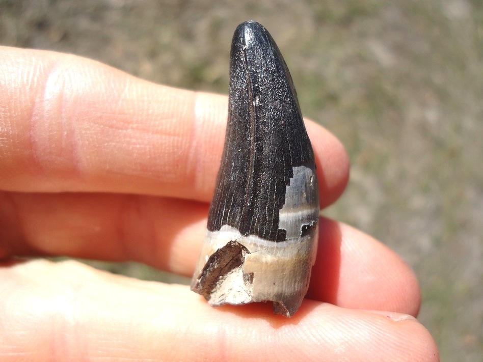 Large image 1 Massive 1 3/8' Alligator Tooth