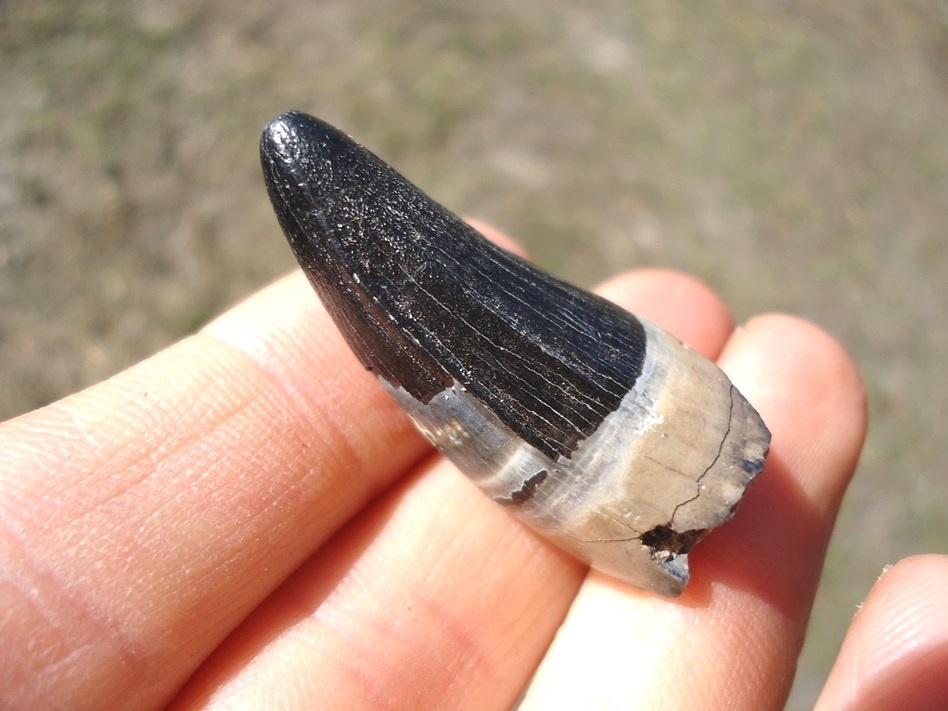 Large image 3 Massive 1 3/8' Alligator Tooth