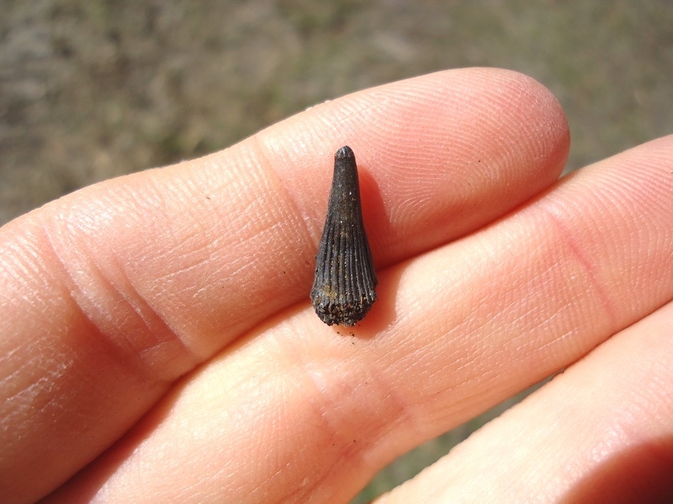 Large image 1 Rare Alligator Gar Tooth