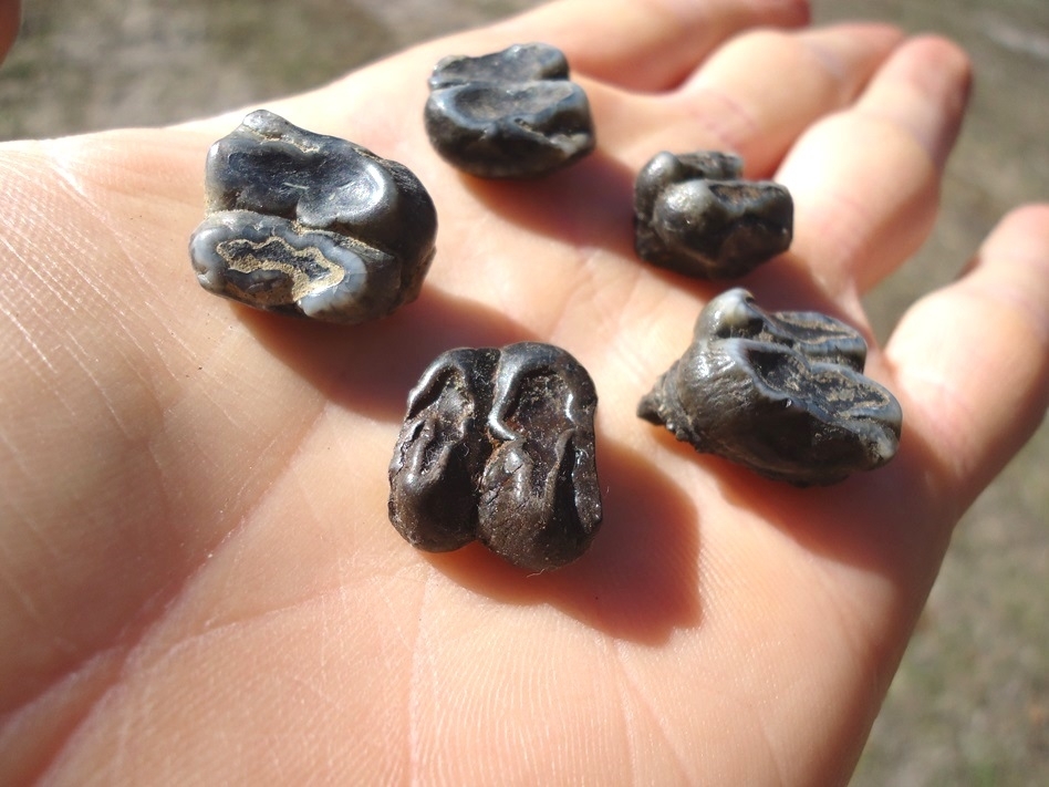 Large image 1 Five Choice Manatee Teeth