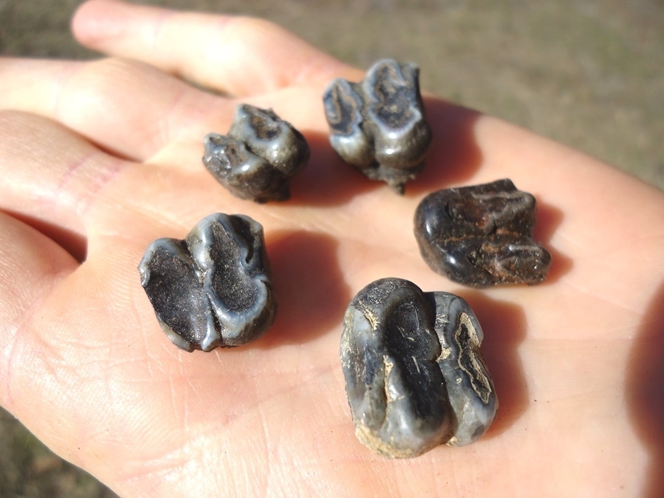 Large image 2 Five Choice Manatee Teeth