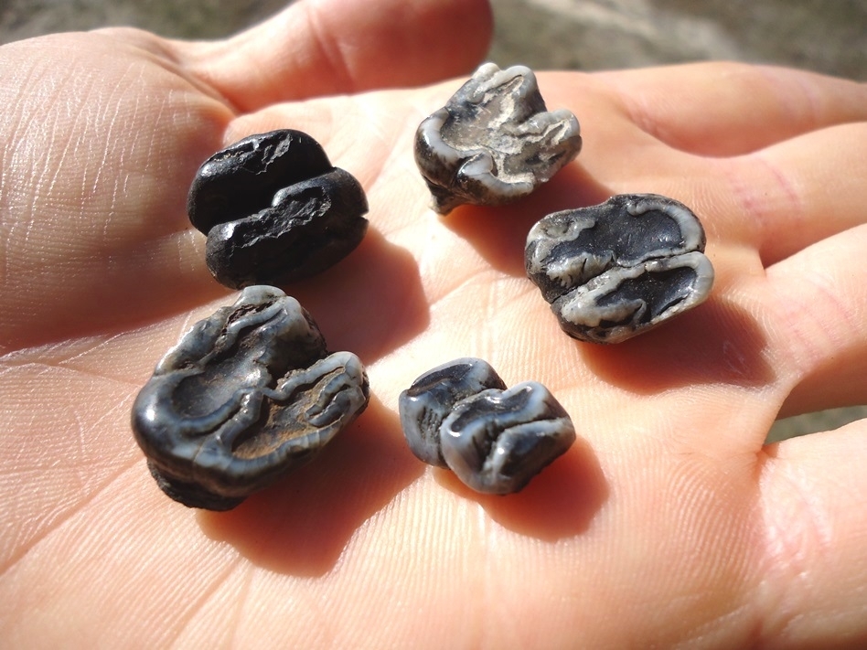 Large image 1 Five Choice Manatee Teeth