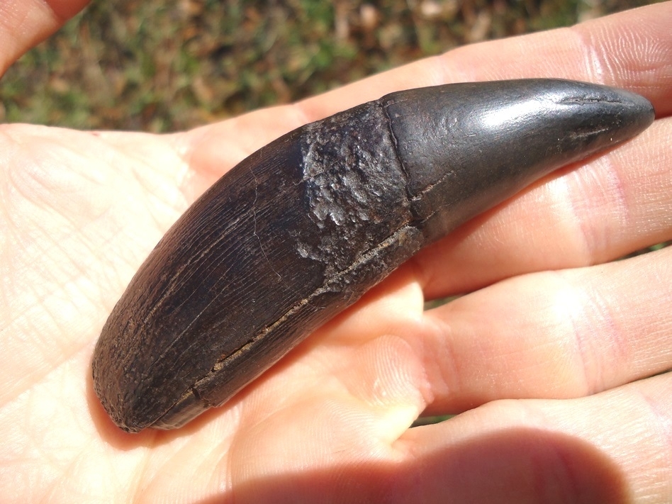 Large image 3 Massive 3 3/8' Jaguar Upper Canine