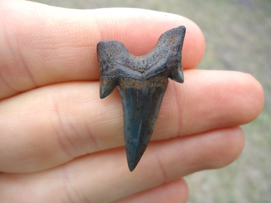 Large image 1 Rare Cretaceous Mackerel Shark Tooth