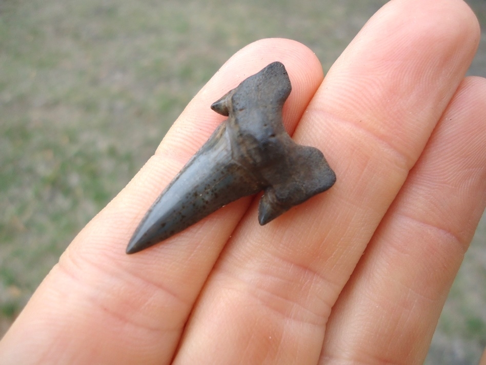 Large image 3 Rare Cretaceous Mackerel Shark Tooth