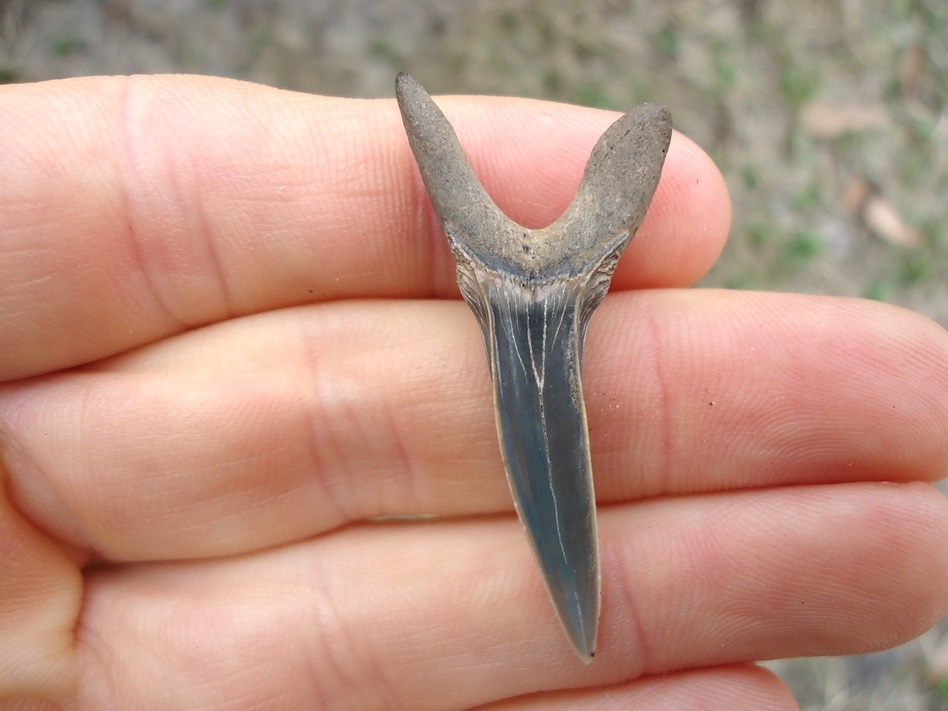 Large image 1 Rare Cretaceous Goblin Shark Tooth