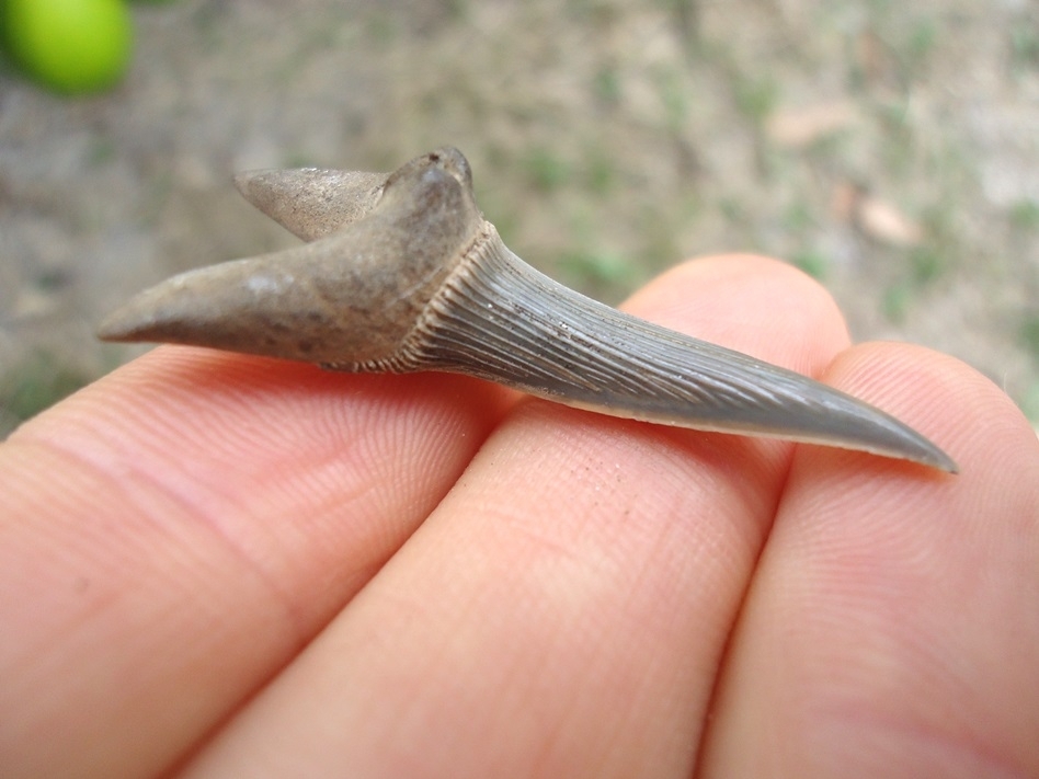 Large image 2 Rare Cretaceous Goblin Shark Tooth