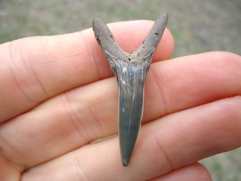 Large image 1 Rare Cretaceous Goblin Shark Tooth