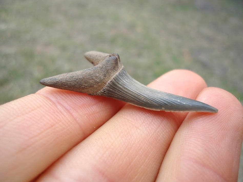 Large image 2 Rare Cretaceous Goblin Shark Tooth