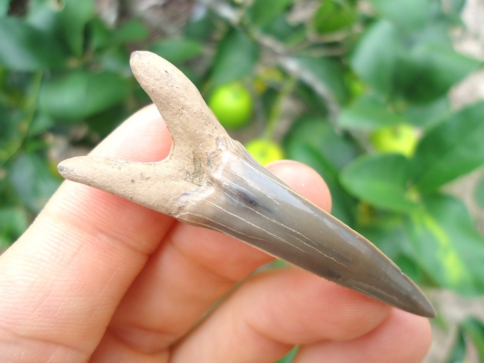 Large image 3 Record Size Cretaceous Goblin Shark Tooth