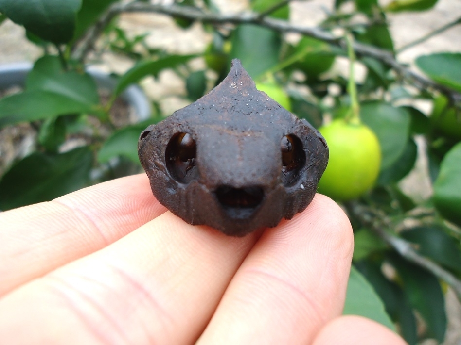 Large image 1 Beyond Rare Musk Turtle Skull