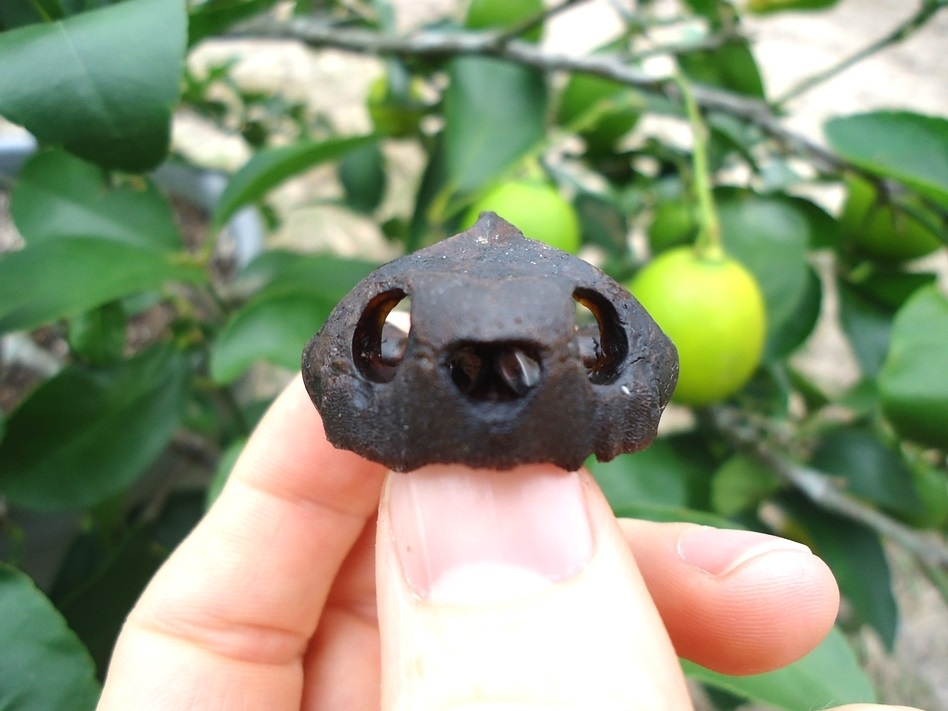 Large image 2 Beyond Rare Musk Turtle Skull