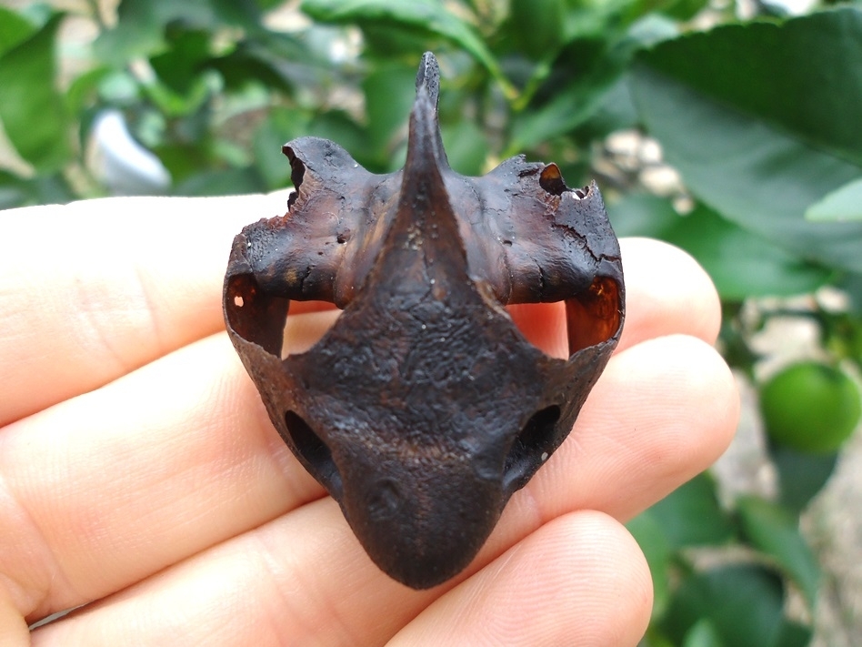 Large image 5 Beyond Rare Musk Turtle Skull