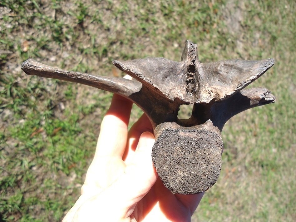 Large image 1 Colossal Sized Alligator Vertebra