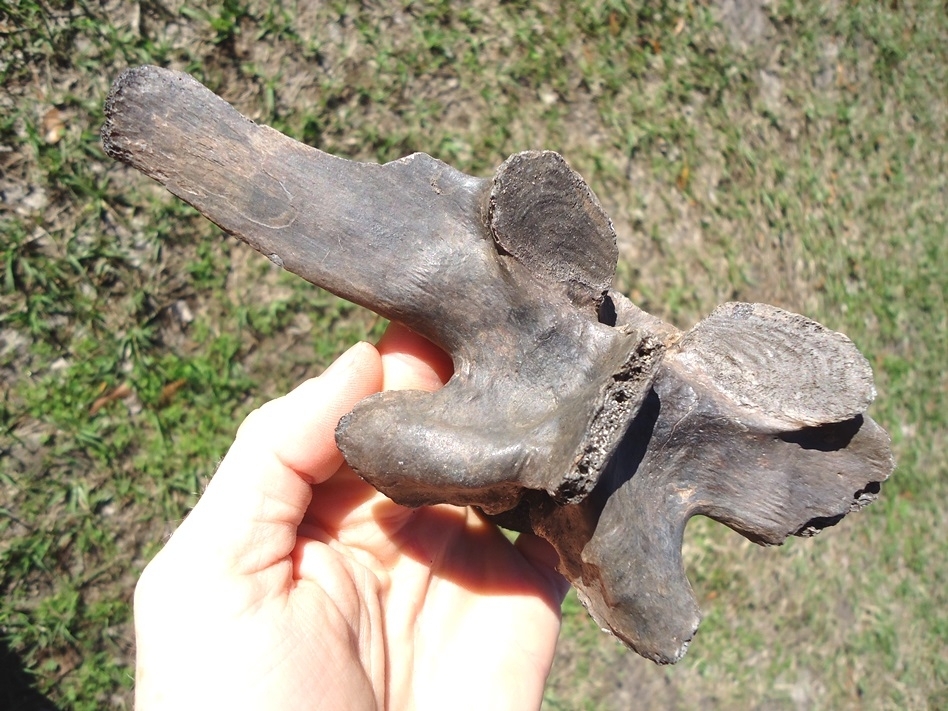 Large image 2 Colossal Sized Alligator Vertebra