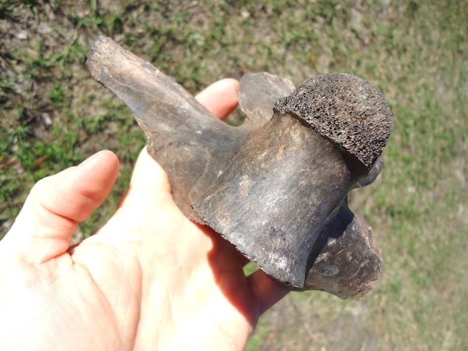 Large image 3 Colossal Sized Alligator Vertebra