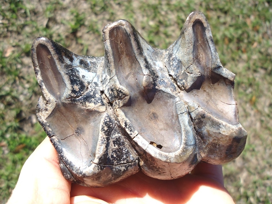 Large image 2 Choice Mastodon Tooth with Marbled Enamel