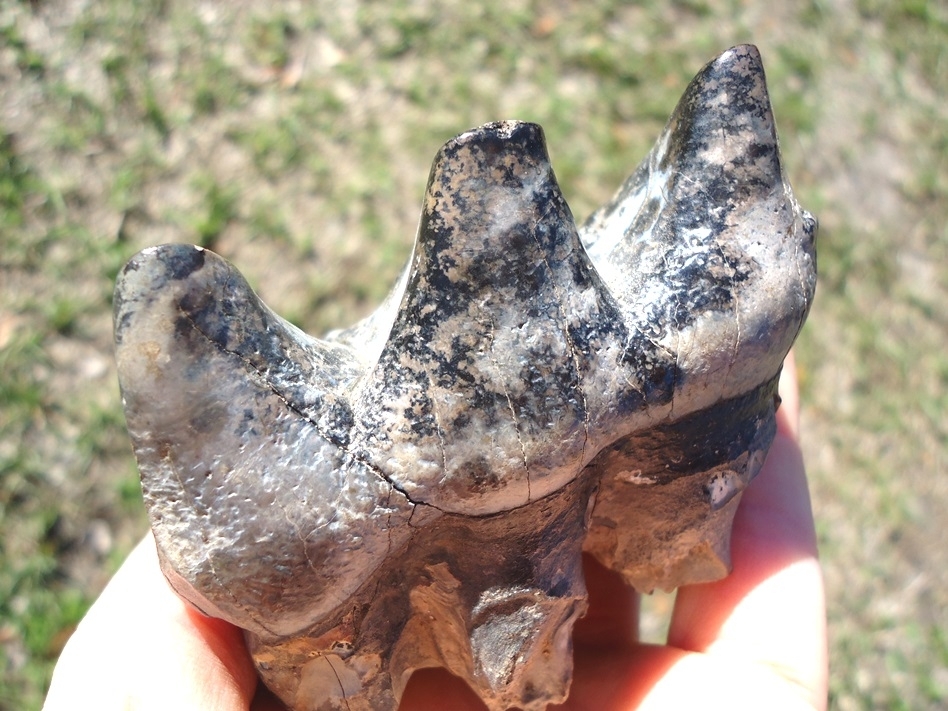 Large image 4 Choice Mastodon Tooth with Marbled Enamel