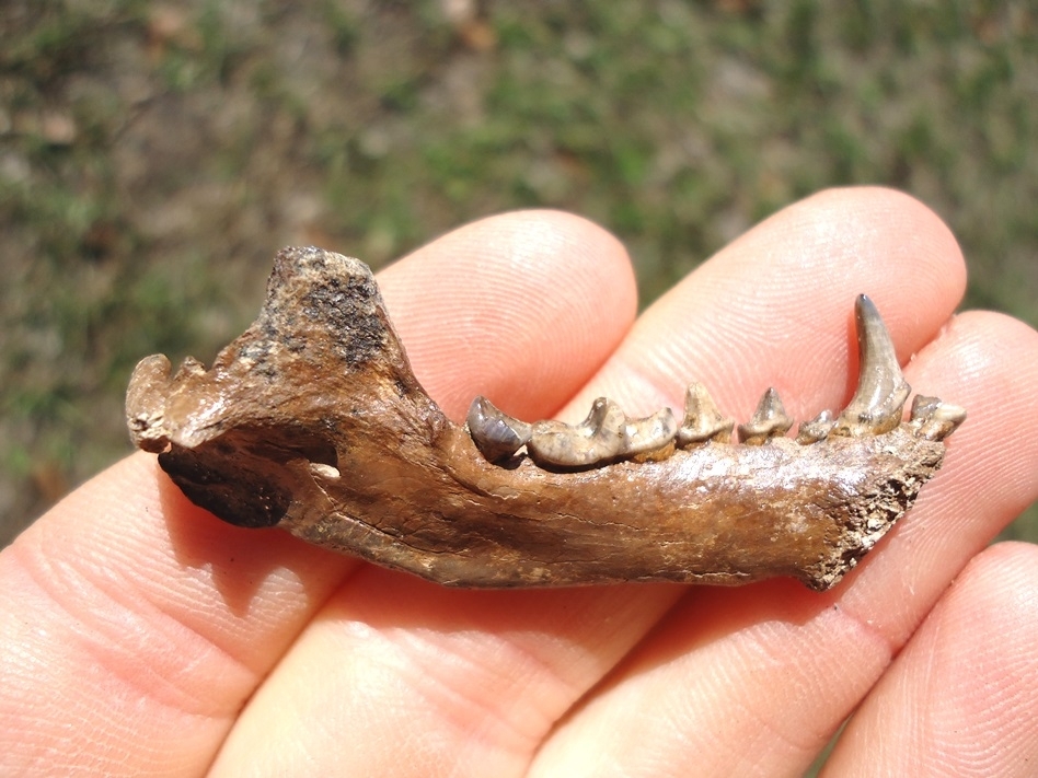 Large image 1 Exceptional Striped Skunk Mandible with Eight Teeth