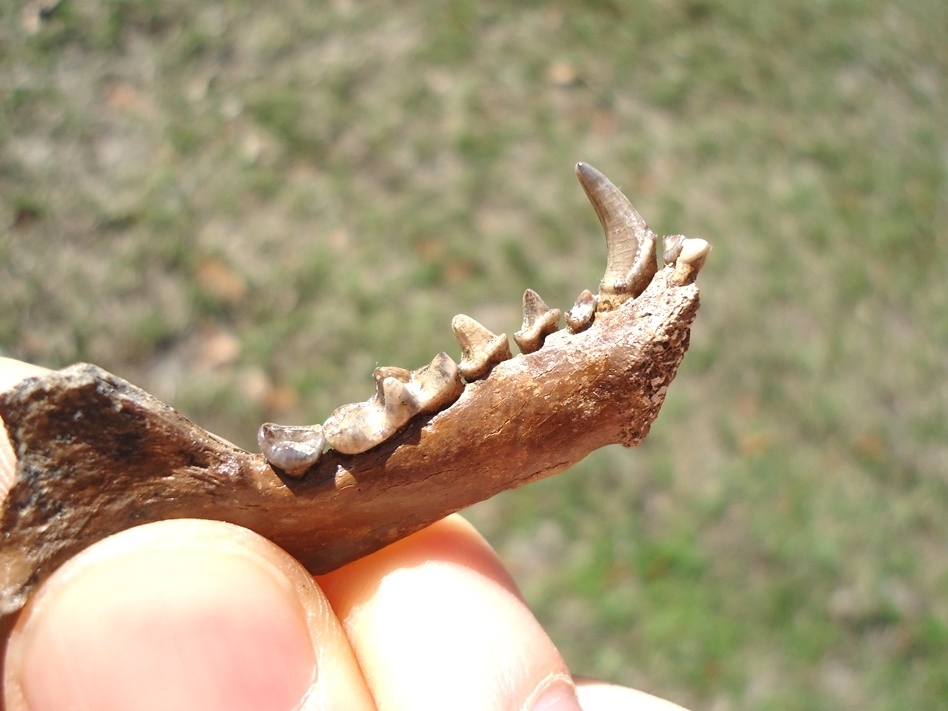 Large image 2 Exceptional Striped Skunk Mandible with Eight Teeth