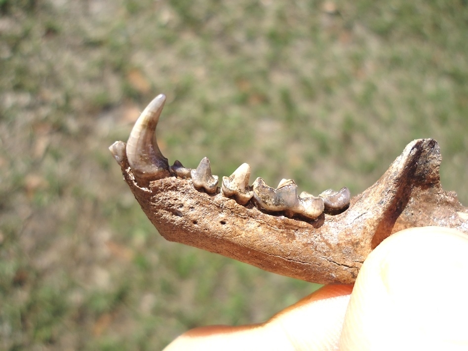Large image 3 Exceptional Striped Skunk Mandible with Eight Teeth