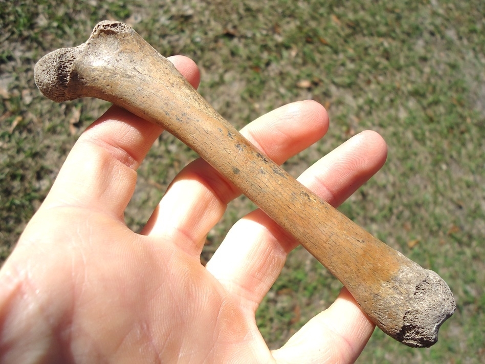 Large image 1 Excellent Raccoon Femur