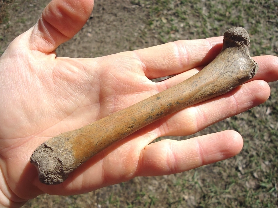 Large image 3 Excellent Raccoon Femur