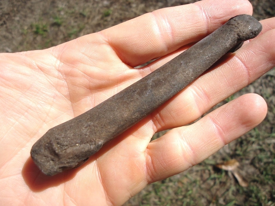 Large image 1 Beyond Rare Seal Toe Bone