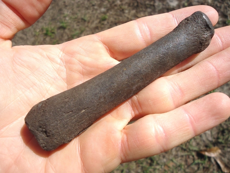 Large image 3 Beyond Rare Seal Toe Bone