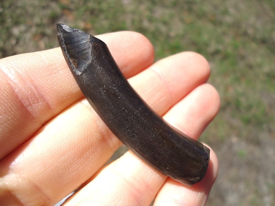 Large image 1 High Quality Sloth Canine Tooth