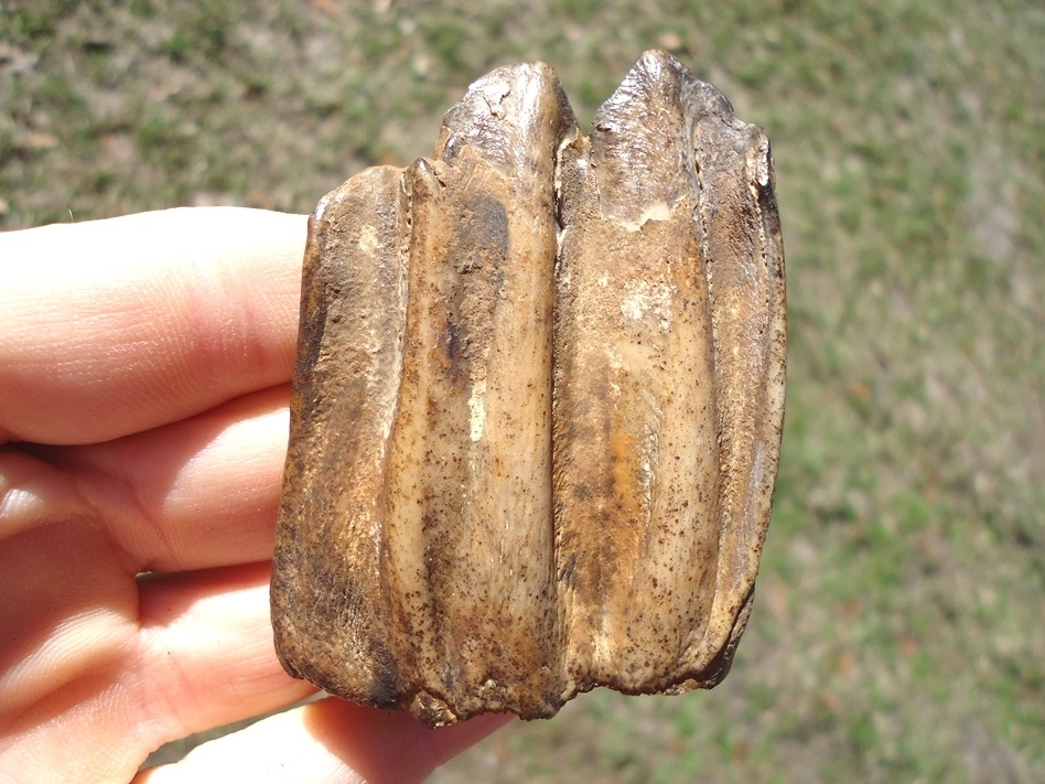 Large image 1 Top Quality Bison Molar