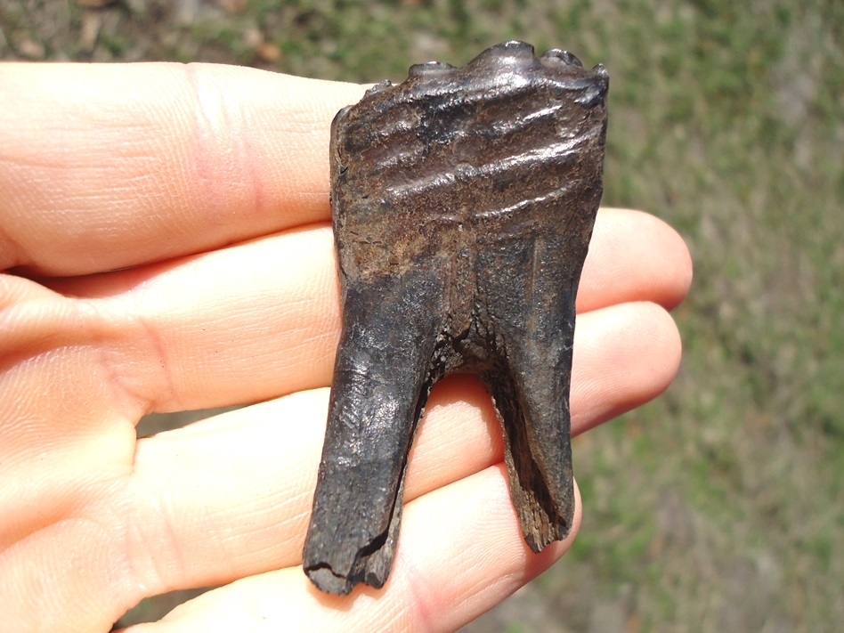 Large image 1 Insane Fully Rooted Horse Lower Molar