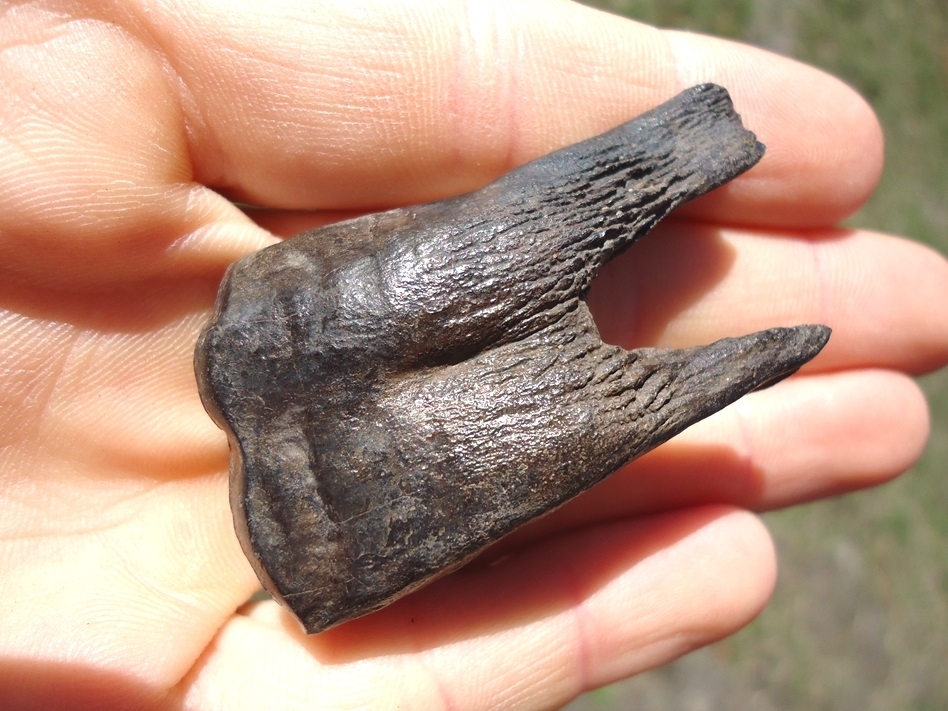 Large image 4 Insane Fully Rooted Horse Lower Molar