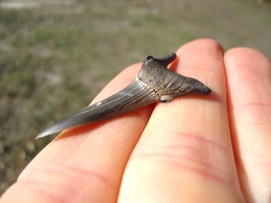 Large image 1 Rare Cretaceous Goblin Shark Tooth