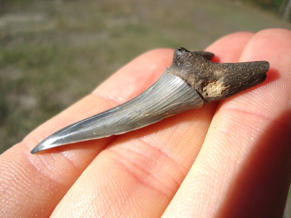 Large image 1 Extra Large 1.87' Goblin Shark Tooth