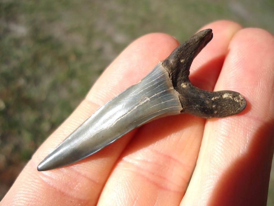 Large image 2 Extra Large 1.87' Goblin Shark Tooth