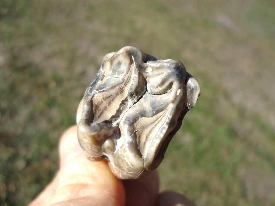 Large image 1 Pearl White Rooted Tapir Upper Molar