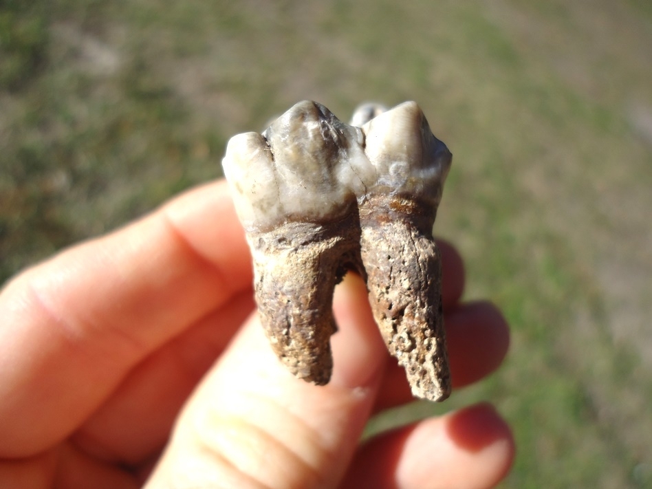 Large image 3 Pearl White Rooted Tapir Upper Molar