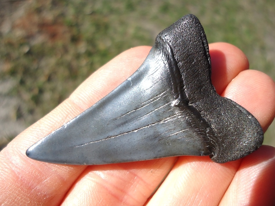 Large image 1 Gem Quality Hastalis Shark Tooth