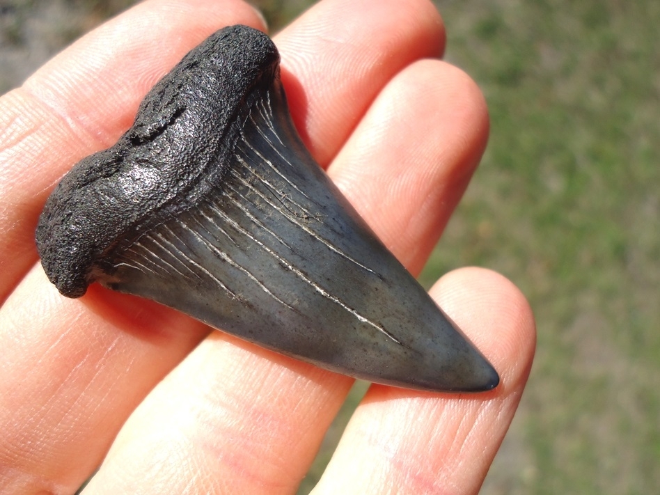 Large image 2 Gem Quality Hastalis Shark Tooth