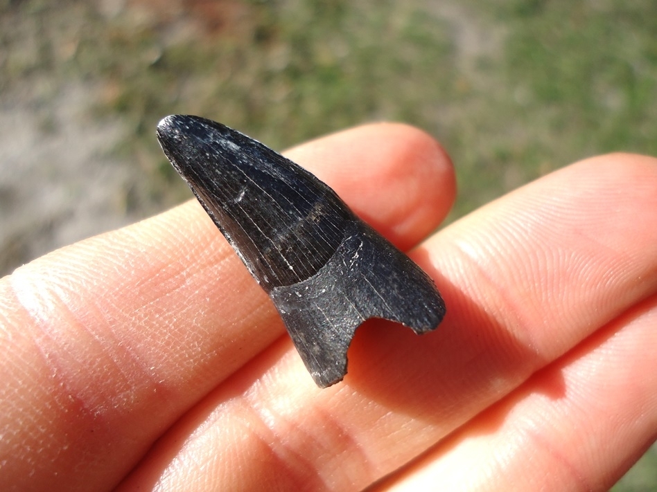 Large image 1 Alligator Tooth with Unique Wear Pattern