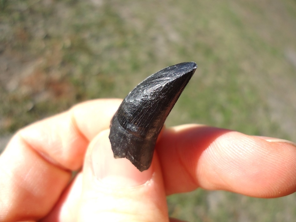 Large image 3 Alligator Tooth with Unique Wear Pattern