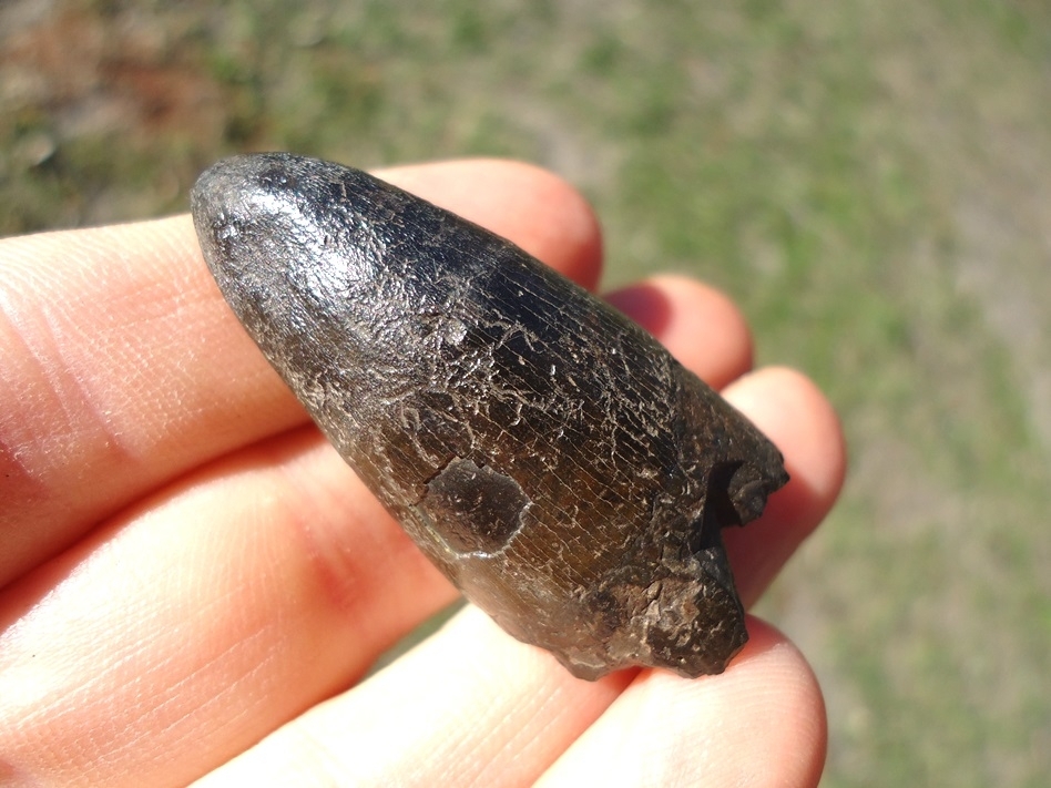 Large image 3 Massive 1.7' Alligator Tooth