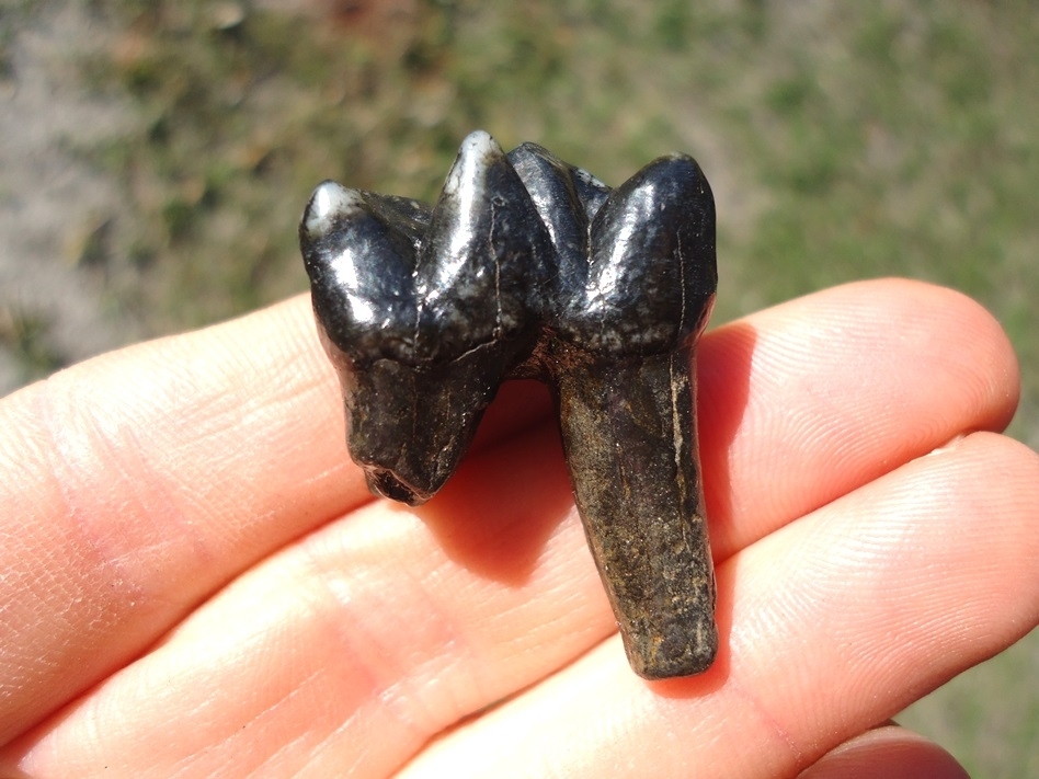 tooth