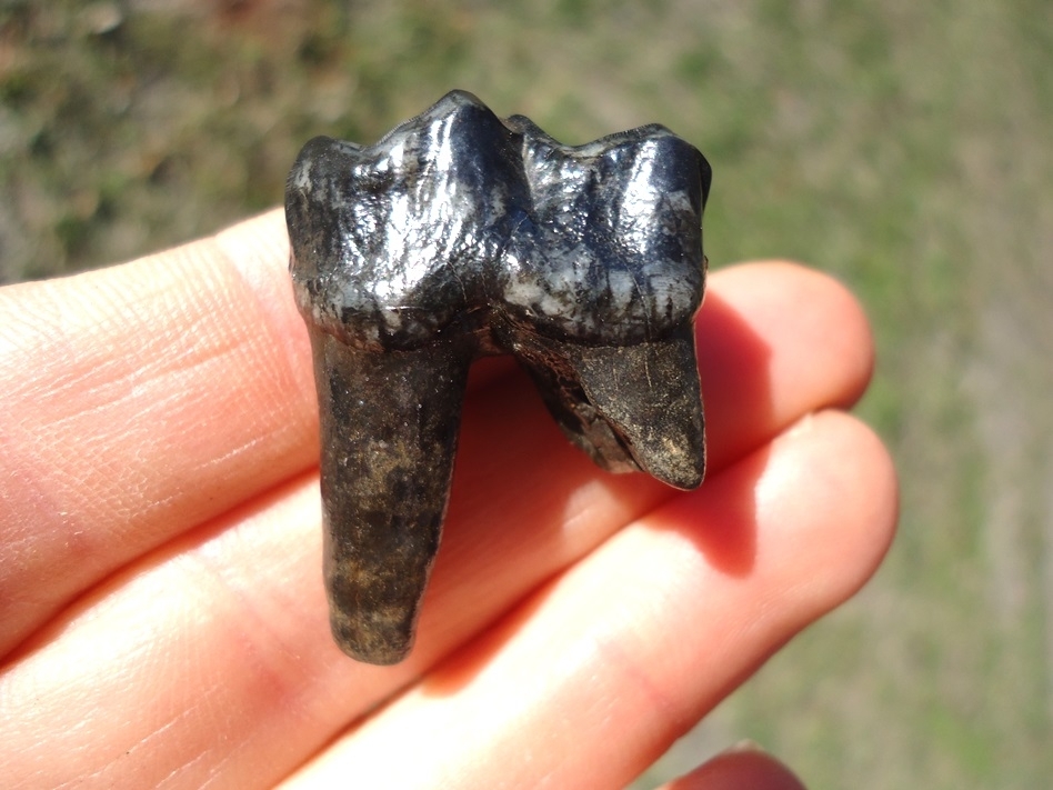 Large image 1 Choice Tapir Premolar with Roots