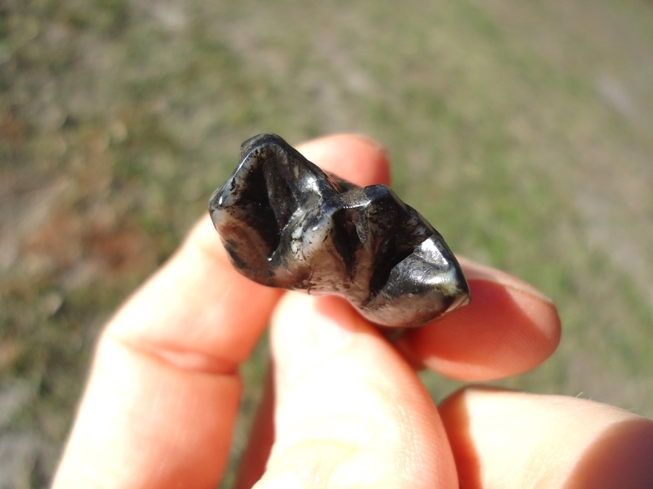 Large image 3 Choice Tapir Premolar with Roots