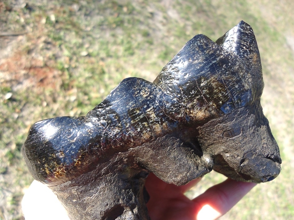 Large image 3 Unique Heavily Worn Mastodon Tooth