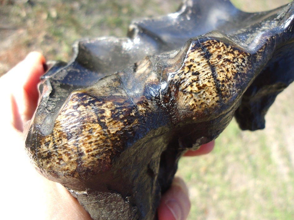 Large image 4 Unique Heavily Worn Mastodon Tooth