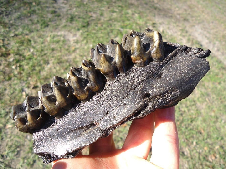 Large image 1 Museum Quality Tapir Maxilla with Five Teeth