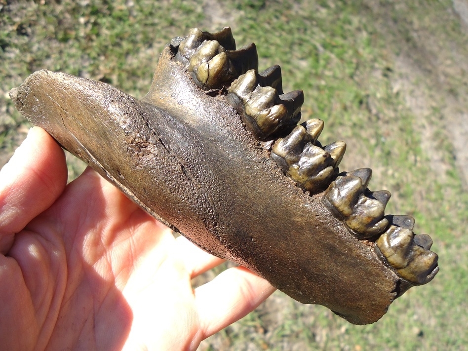 Large image 2 Museum Quality Tapir Maxilla with Five Teeth
